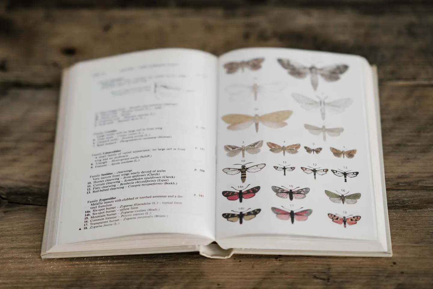 Typology