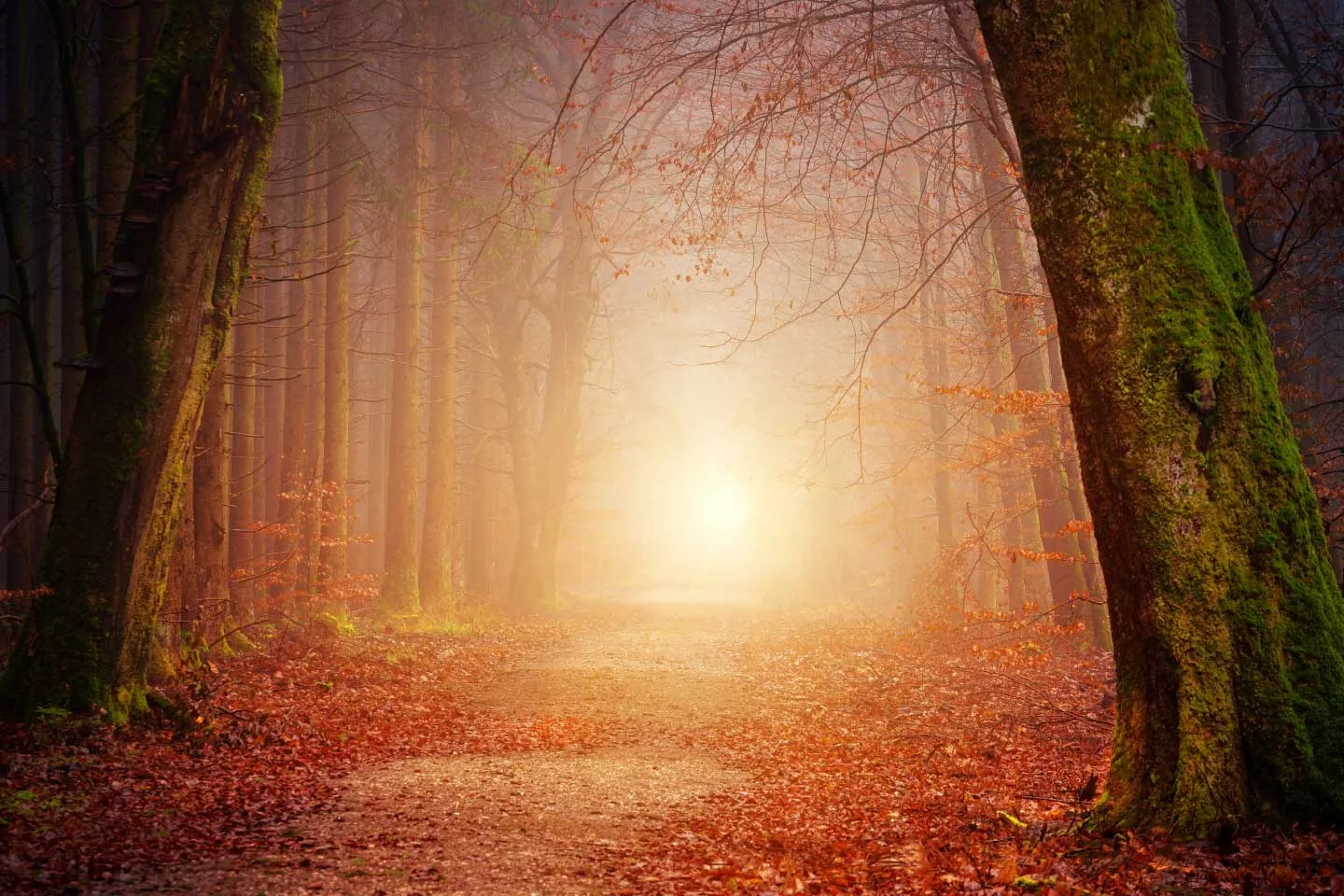 Sunlight through an autumn forest